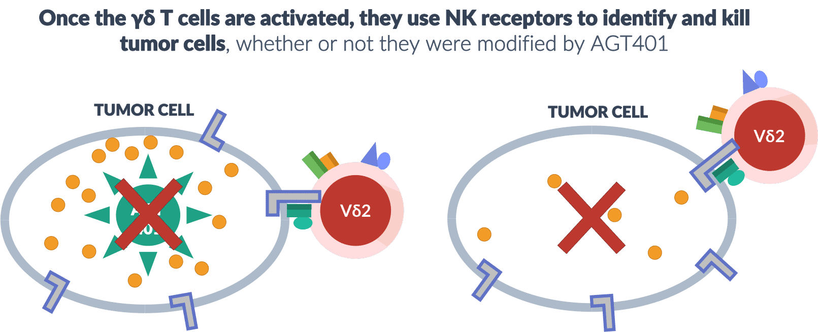 Once the delta gamma T cells are activated, they use NK receptors to identify and kill tumor cells, whether or not they were modified by AGT401