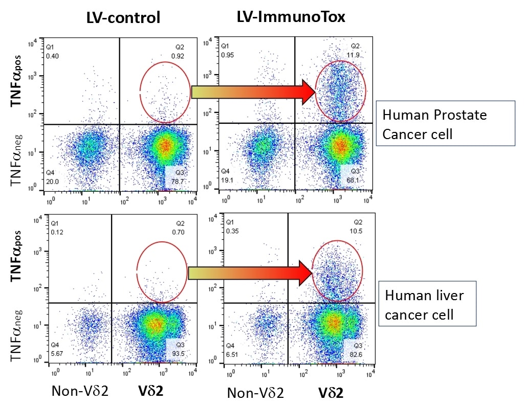 How ImmunoTox fights cancer