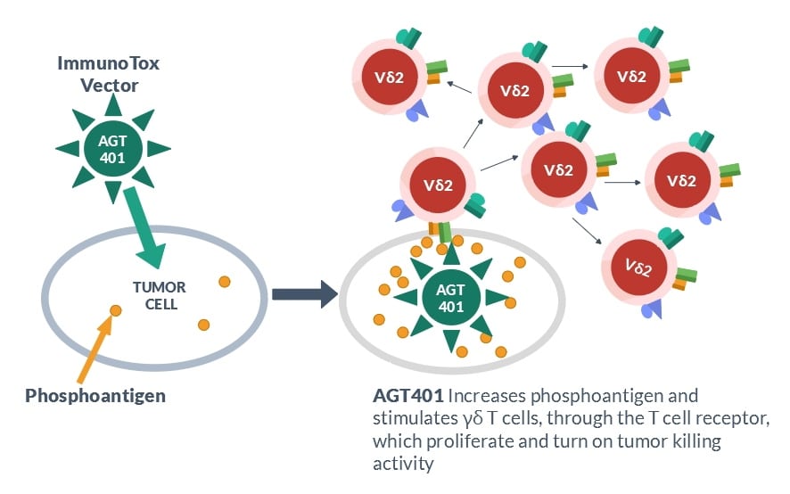 AGT401 increases phosphoantigen and stimulates gamma delta T cells, through the T cell receptor, which proliferate and turn on tumor killing activity