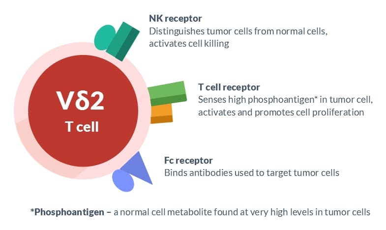 The V delta 2 T cell has an NK receptor, a T cell receptor, and an Fc receptor. The NK receptor distinguishes tumor cells from normal cells and activates cell killing; the T cell receptor senses high phosphoantigen in tumor cells, activates and promotes cell proliferation; and the Fc receptor binds antibodies used to target tumor cells.