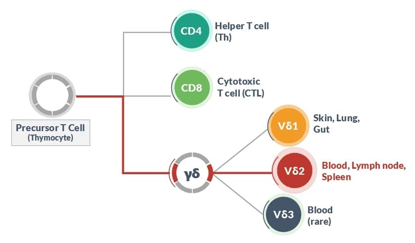 Precursor T cells, called thymocytes, mature into adult T cells